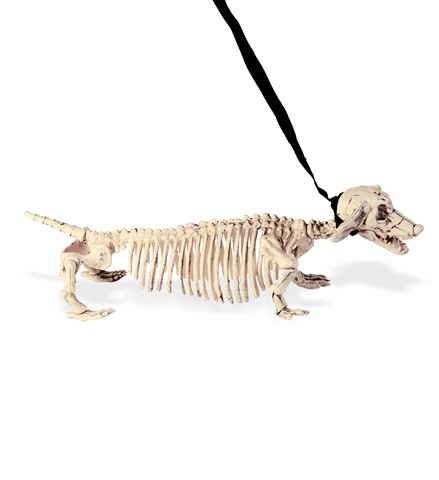 Dackel Skelett mit Halsband und Leine - 55cm